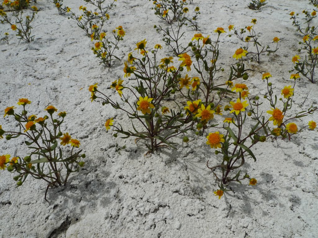 carizzoplains249.jpg