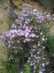 carizzoplains371_small.jpg