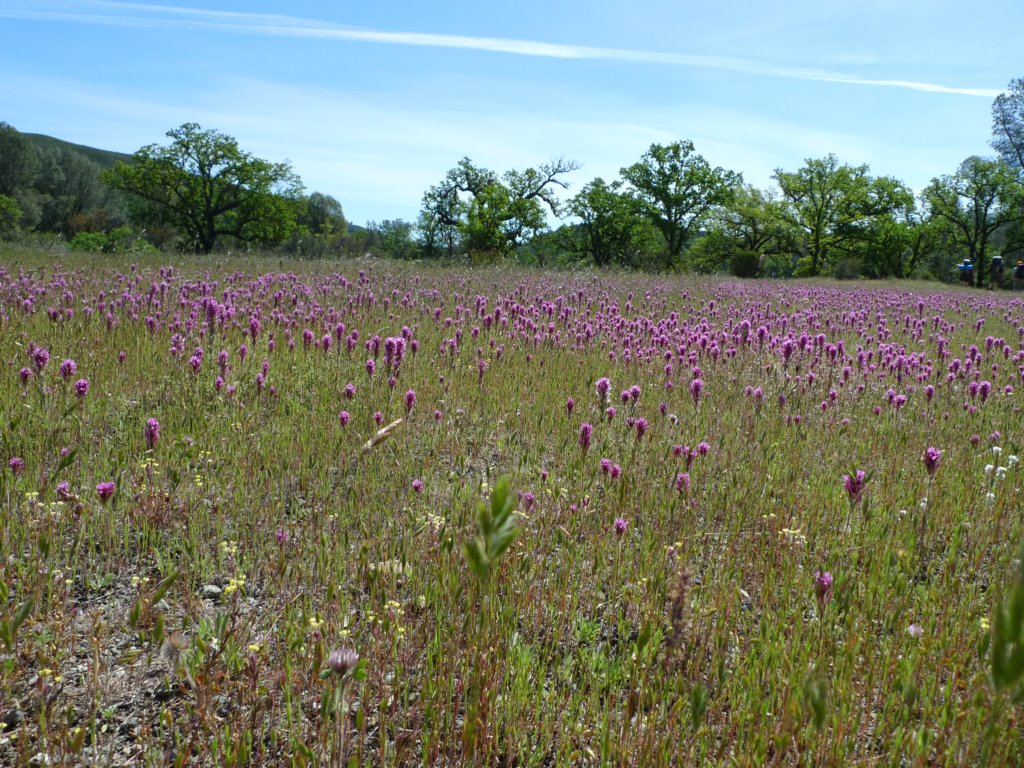 cachecreek002.jpg