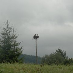 Stark nest