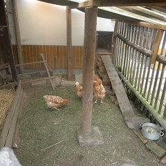 The chickens