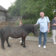 The horse is for fun. By now, there is another one to keep her company.