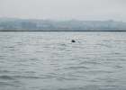DSCN0520