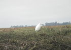 DSCN0534