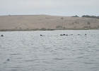 DSCN0542