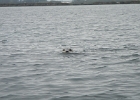 DSCN0546