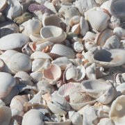 DSCN0781