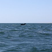 IMG 0248