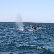 IMG 0271