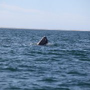 IMG 0039