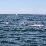 IMG 0041