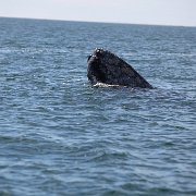 IMG 0074