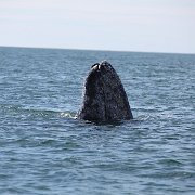 IMG 0078
