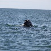 IMG 0079