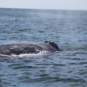 IMG 0081