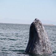 IMG 0109