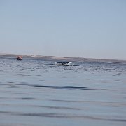 IMG 0132