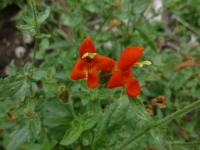 P1130202