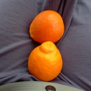 P1140923  They let me pick couple of oranges in the orchard. So good.