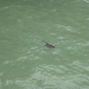 P1140927  Harbor seal