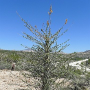 P1140950  A young bojoom tree. They are endemic to this part of Baja desert. Fascinating.