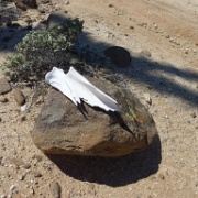 P1140953  Marking the dirt road is a volcanic rock with a cow bone on the top.