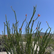 P1140956  Ocotillo in bloom. How pretty...