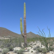 P1140976  Cordón. A larger relative of saguaro, endemic to Baja.