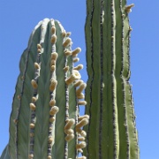 P1140982