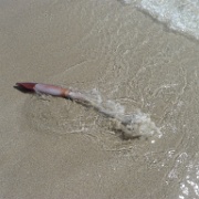 P1150091  This is a squid! A real squid! Propelling itself right back to the sea.