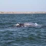IMG 0029  Grey whale