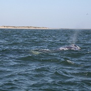 IMG 0036
