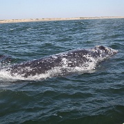 IMG 0055