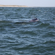 IMG 0071