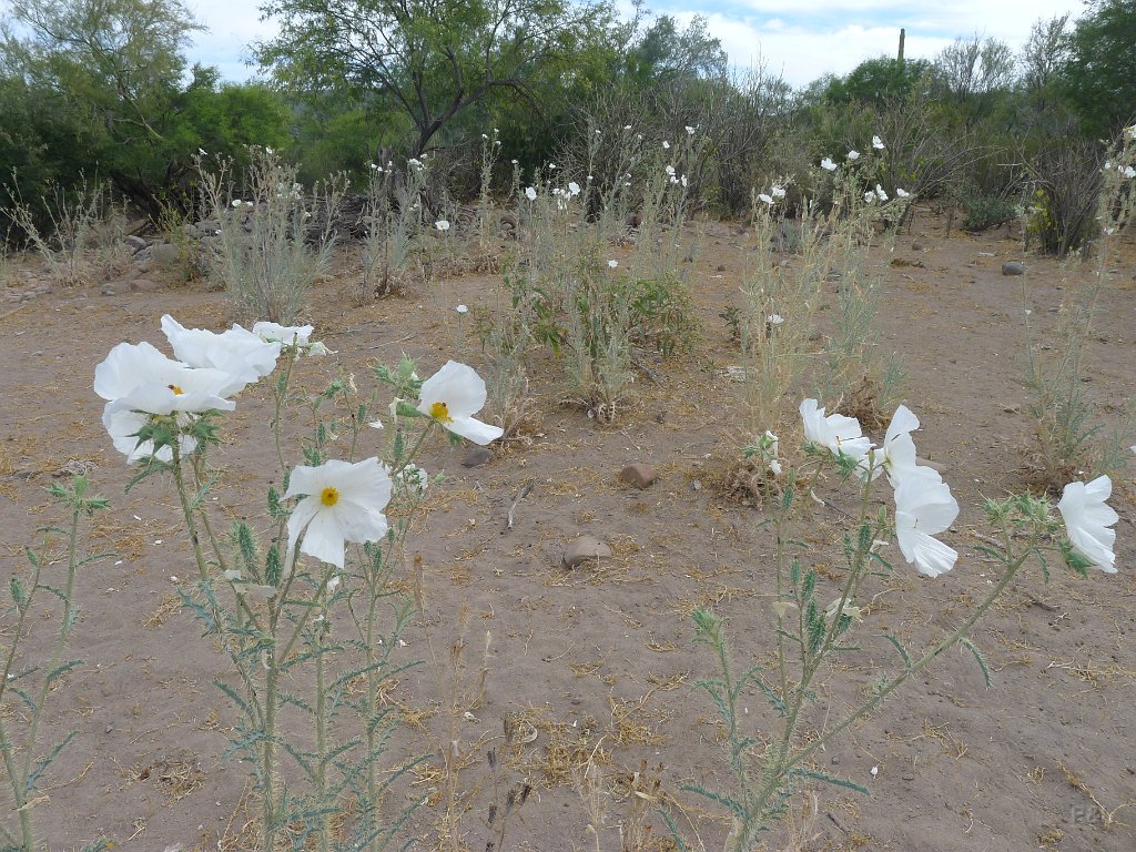 P1150343