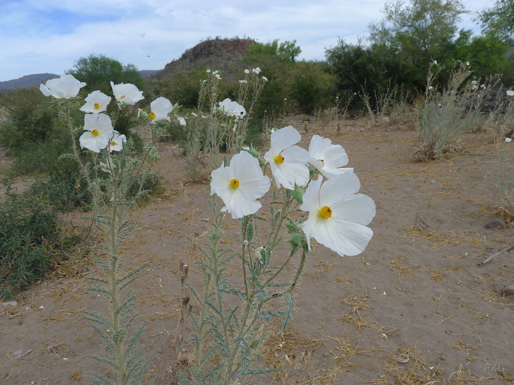 P1150346