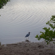 P1150374  A young great blue heron, or something entirely else.