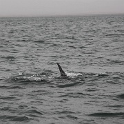 IMG 0130