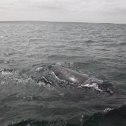 IMG 0181