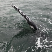 IMG 0185