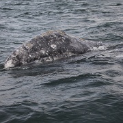 IMG 0216