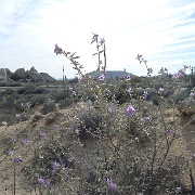 P1150451