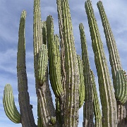 P1150454