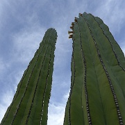 P1150459
