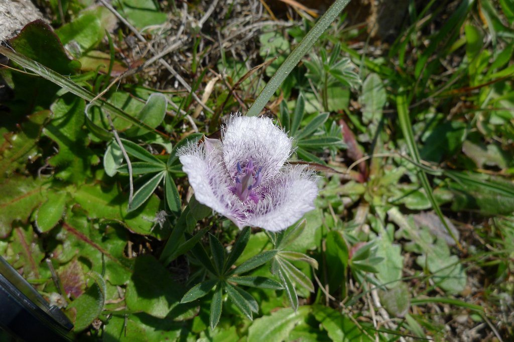 P1150591