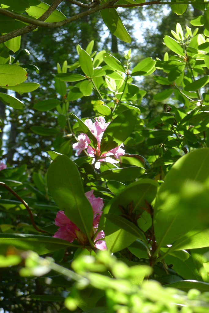 P1150804