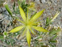 056  Blazing star