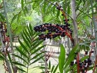 P1000385