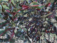 P1190923