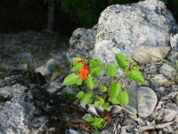 P1200016